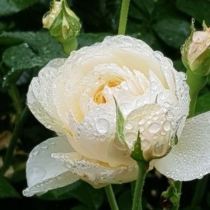 Meet your Posher, Renee